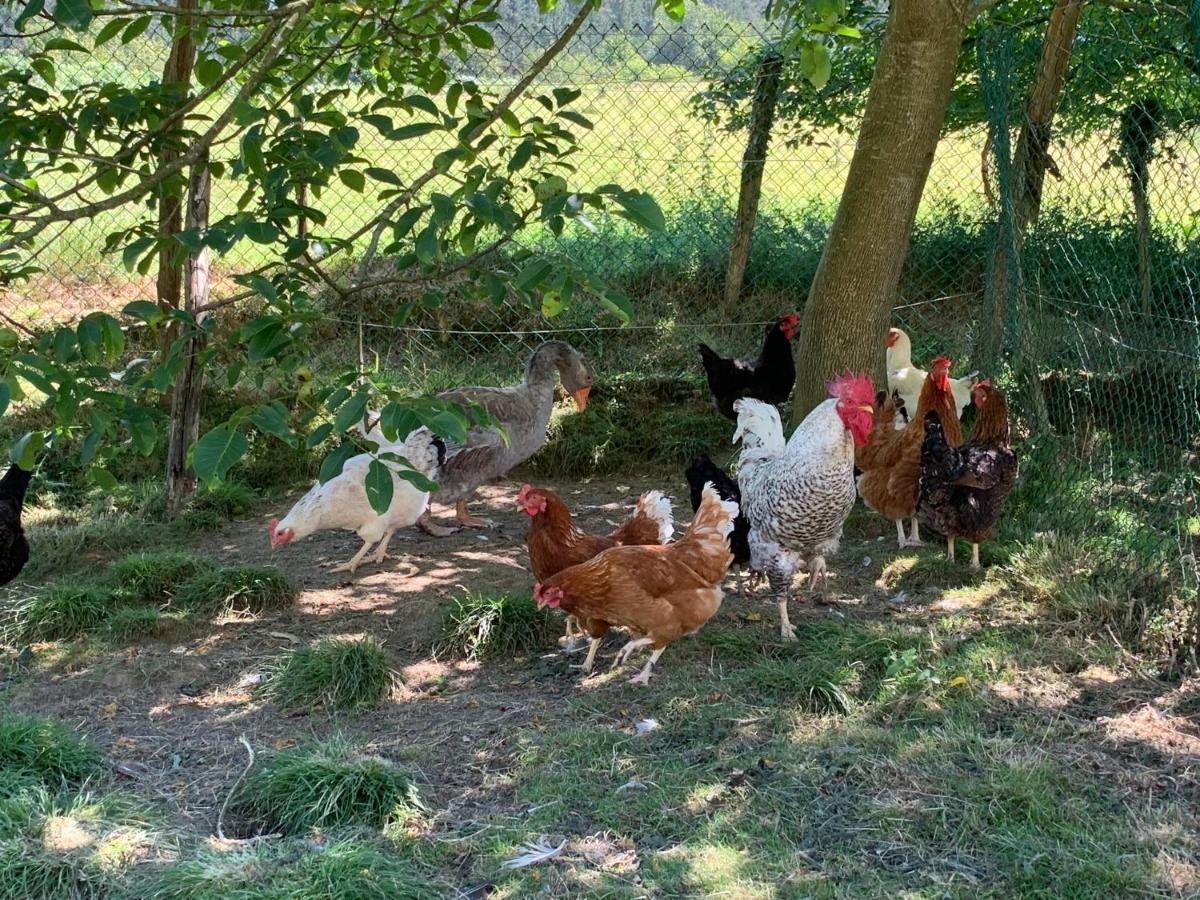 Agroturismo Urresti Gautegiz Arteaga Εξωτερικό φωτογραφία
